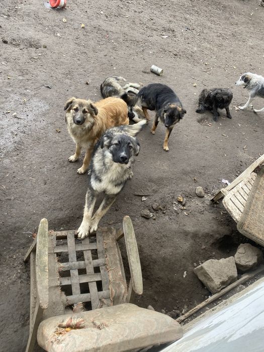 Donez catei talie mica si talie mare