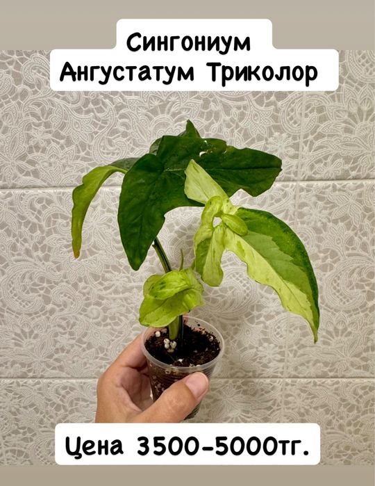 Сингониумы сортовые! Орегано! Комнатные цветы!