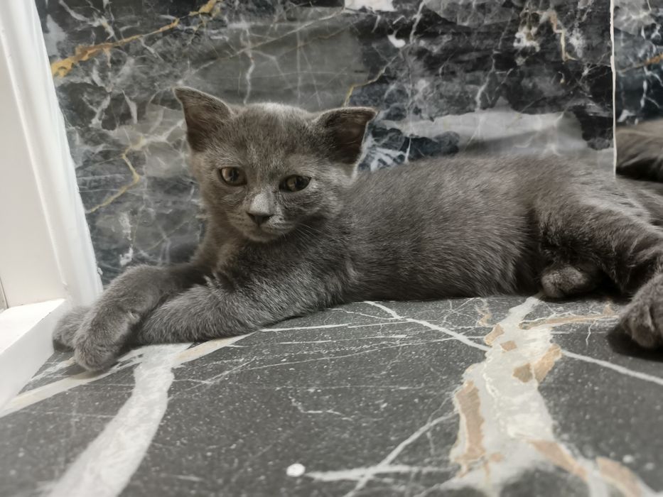 Шотландский вислоухий котёнок