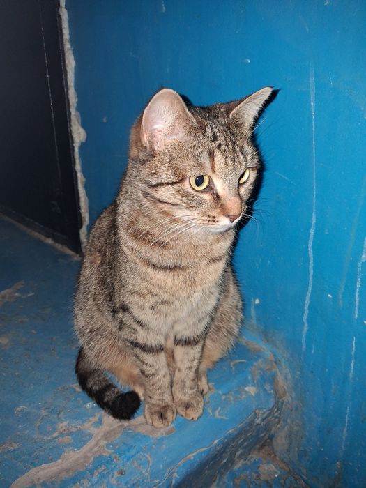 Кошечка бесплатно в добрые руки!