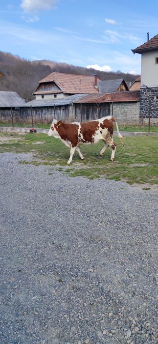 Vițea de 1 an  de vanzare