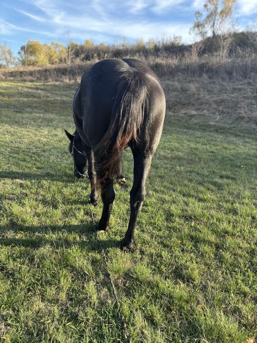 Iapa de vanzare. !!!