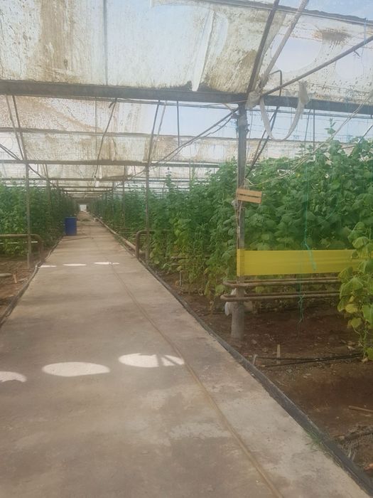 Теплица в Сирдарё