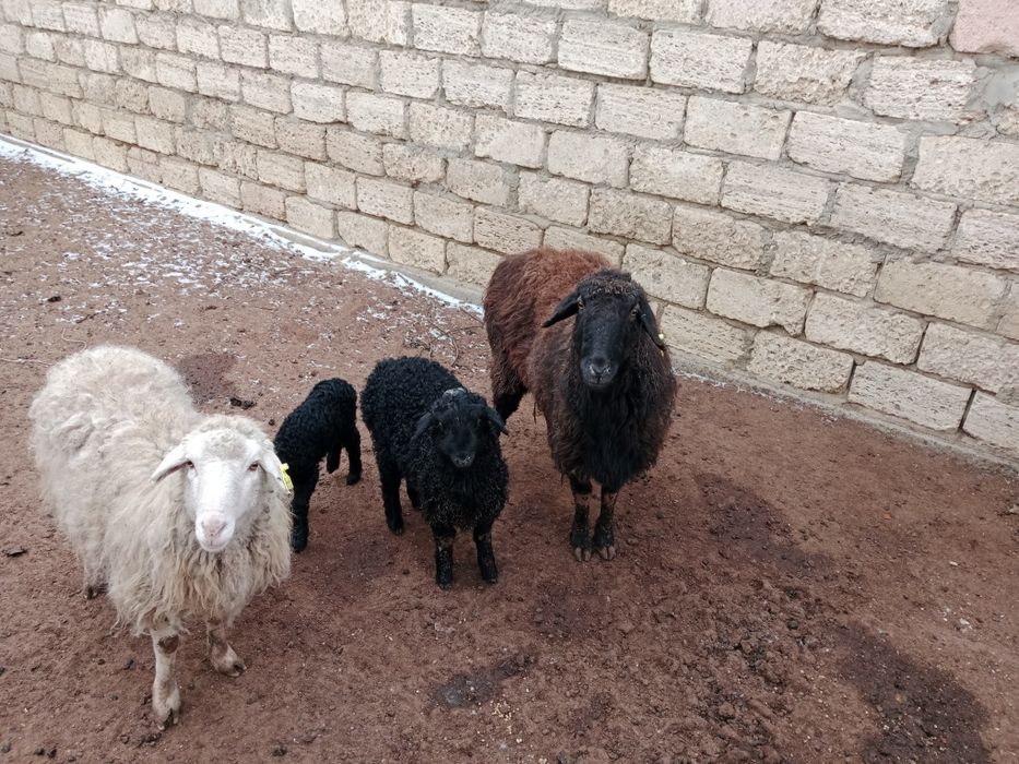 Қозылы қойлар сатылады семіз жемде тұр