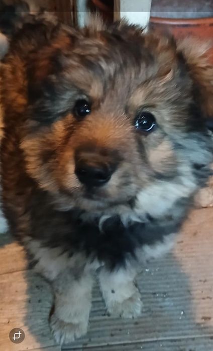 Щеночки мальчики