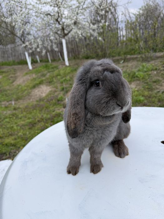 Vand iepuroaica berbec german