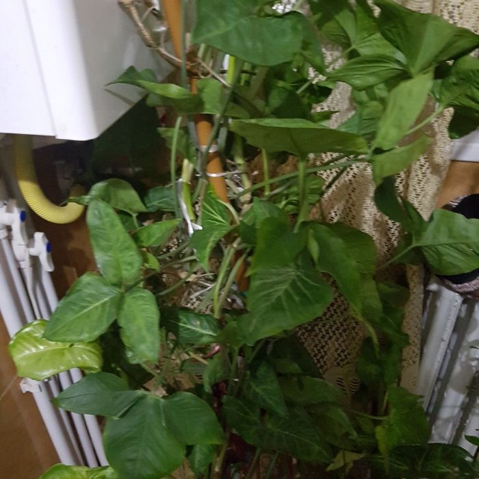 Flori de apartament, casa, birou