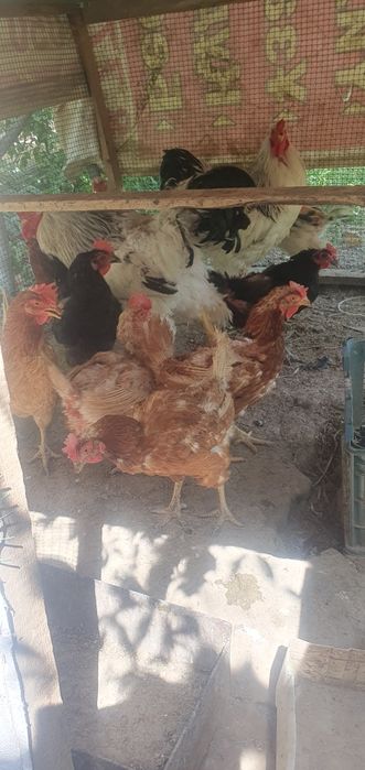 Продаются петухи