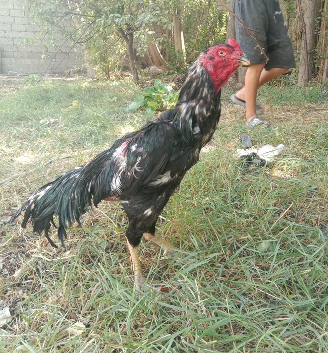 Dakan xoʻroz sotiladi narxi  1 milon kelishamiz