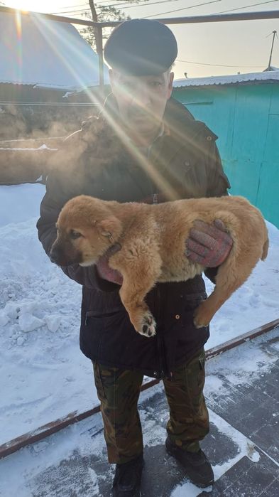 Продам щенков ,,Алабай,,,