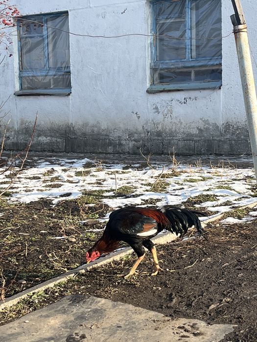 Дакан питух куры