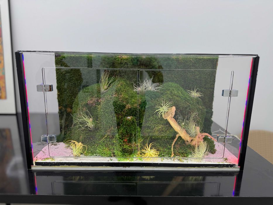 Terariu cu plante aeriene, mușchi si licheni stabilizați LED