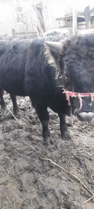Продается бычок Алатауской породы