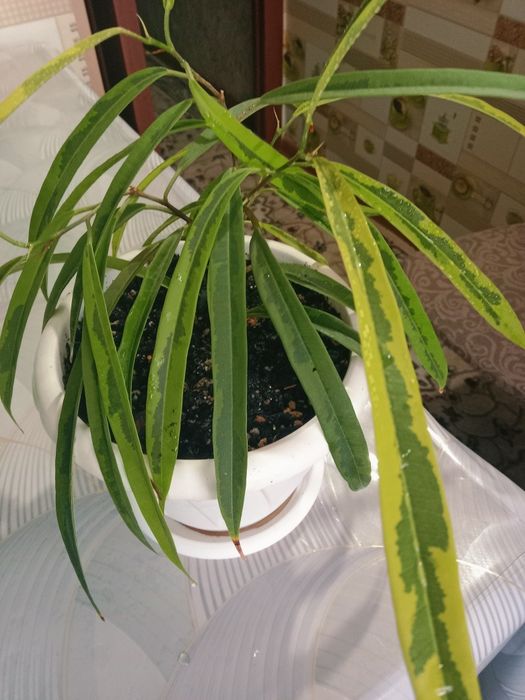 Фикус Али Амстел Грин голд