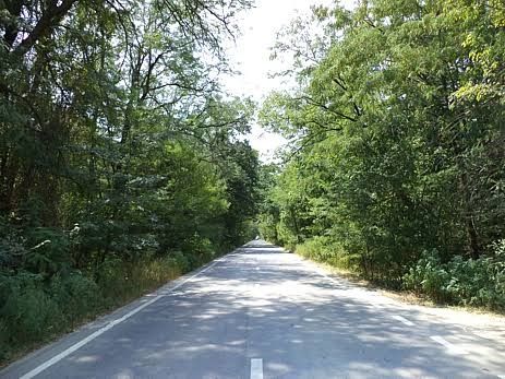 5000 mp pădure la asfalt