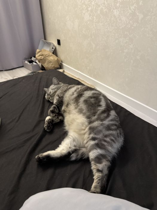 Британка кошечка