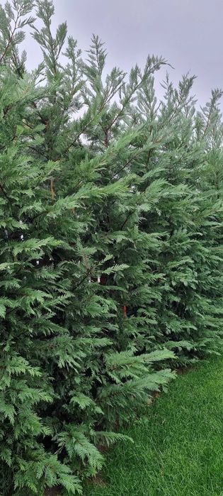 Leylandii la ghiveci ideal pentru gard viu rapid si dens diferite culori