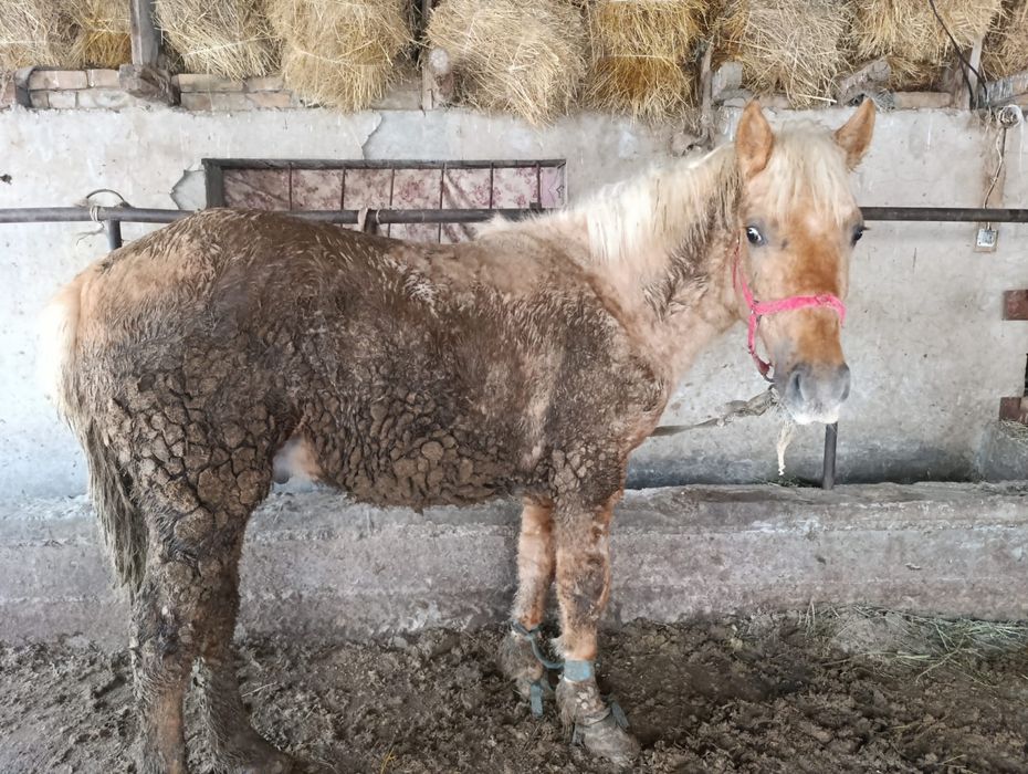 Продам возраст 1.6 жирный