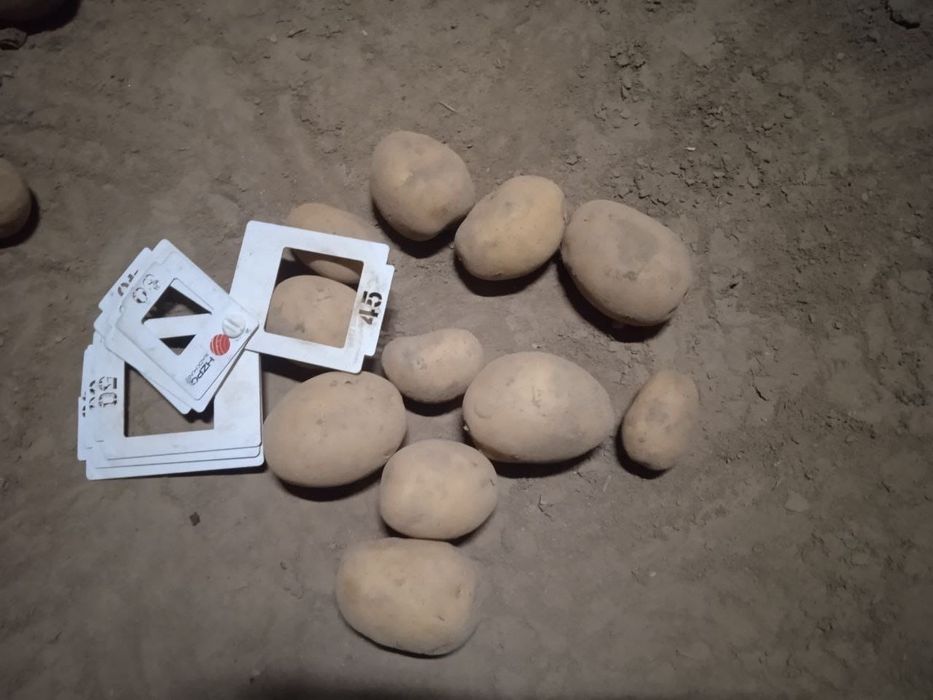 Семена картофеля элита