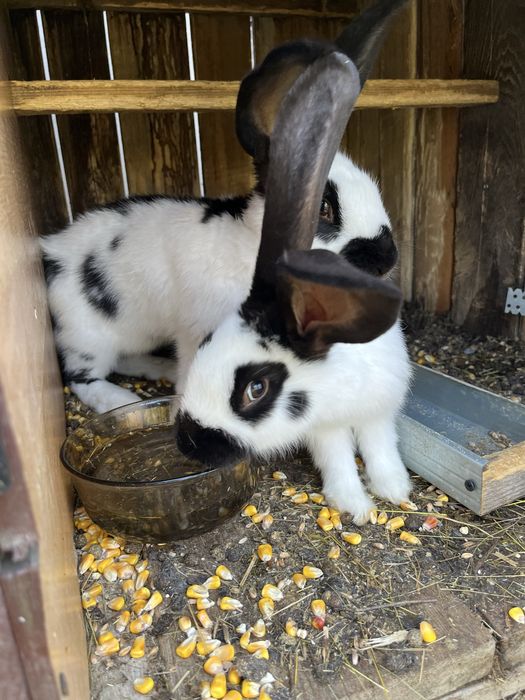 Iepuri fruturii 6 luni