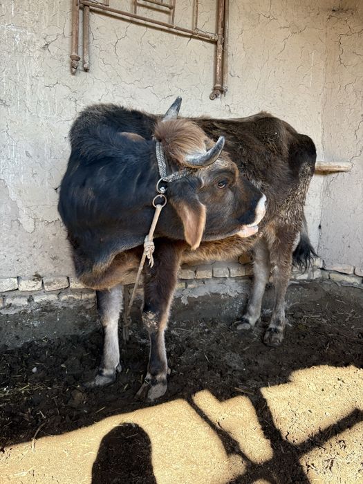 Зотдор моллар сотилади