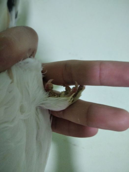 Kabutar sotiladi toza qushla