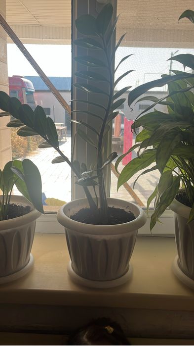 Комнатные растение