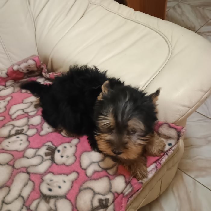 Fetiță Yorkshire Terrier Mini