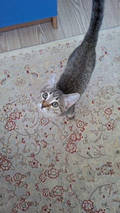 Котенок 3-4 месяца, полубританка