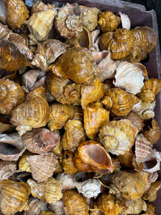 продавам лакирани рапани за домашни потреби