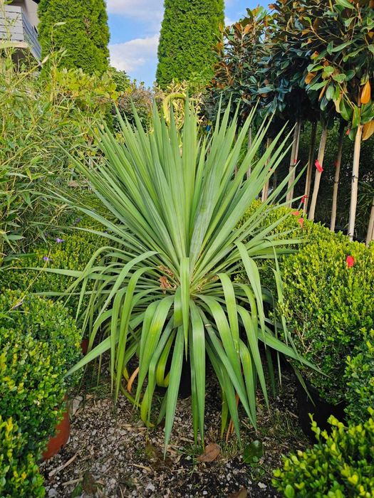 Yucca Plante Ornamentale