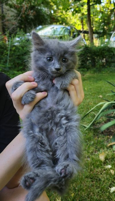 Pui Nebelung -Albastru de Rusia cu blana medie  2 luni