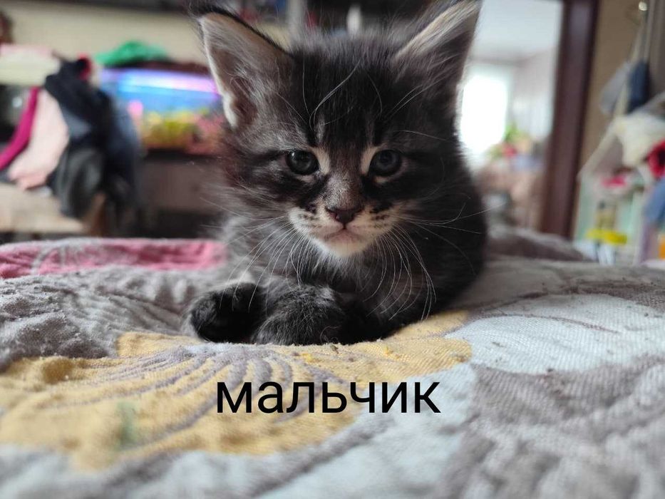 Продам Котят порода мейн-кун