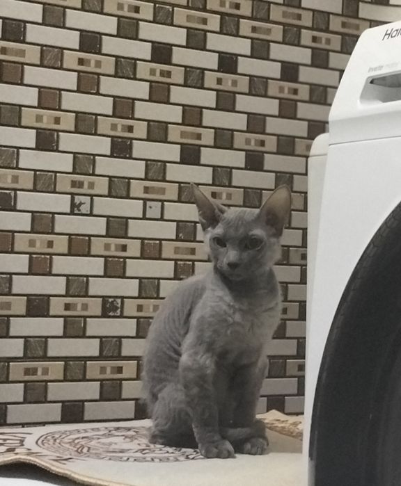 Отдам кошку сфинкс