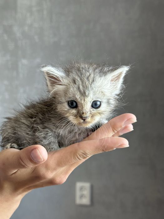 Котята котенок в добрые руки !
