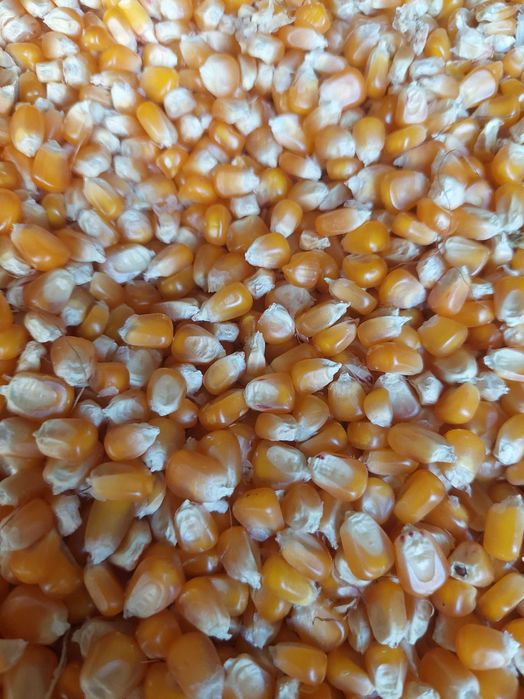 Porumb boabe sticlos 9590 pentru faina si furajer