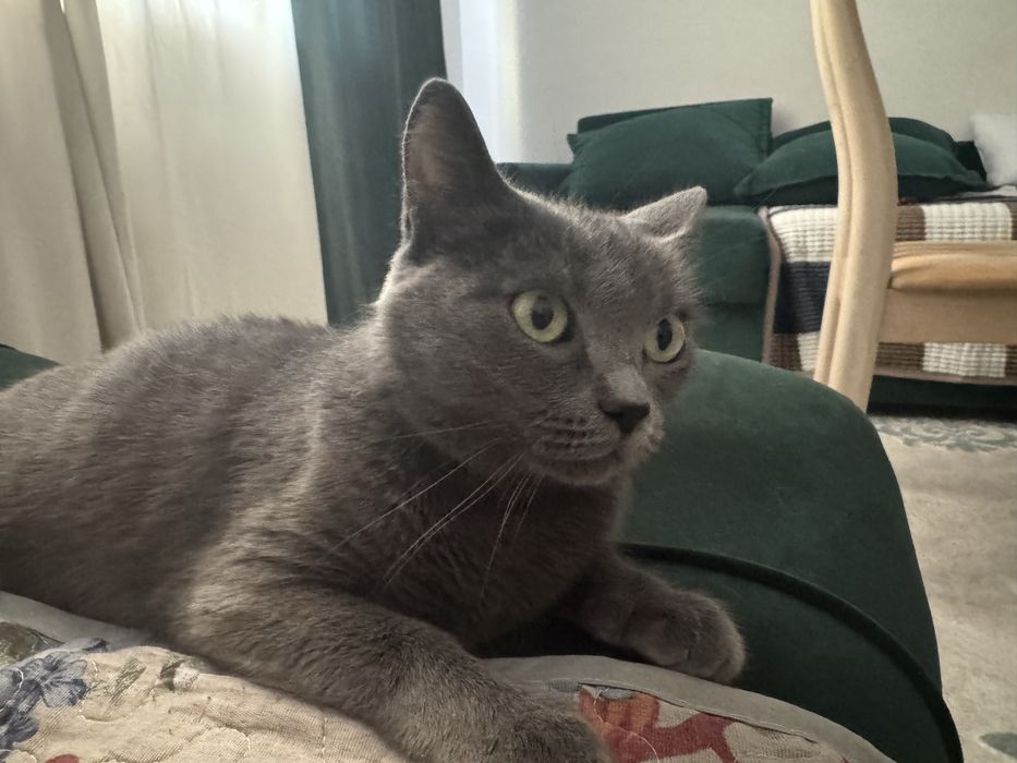 Кошка серая красивая