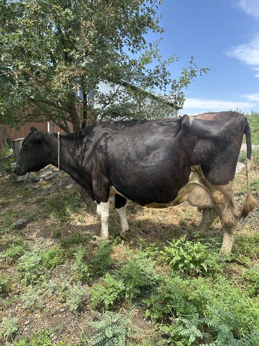 Продам коровы срочно