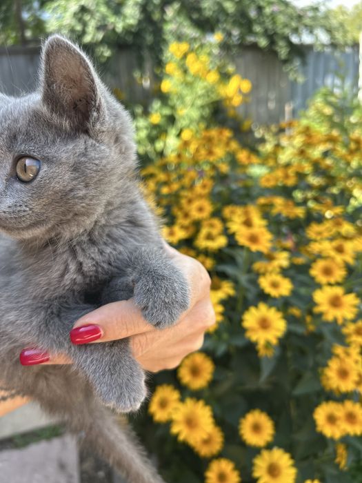 Отдам котёнка в добрые руки