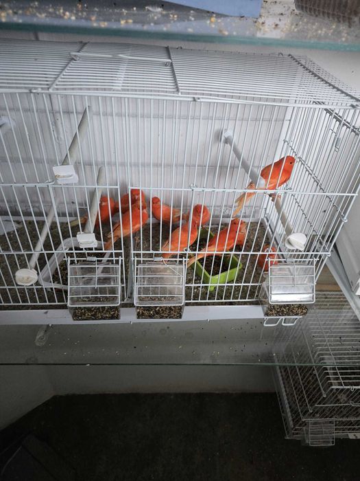 Orezari si canari rosii de vanzare