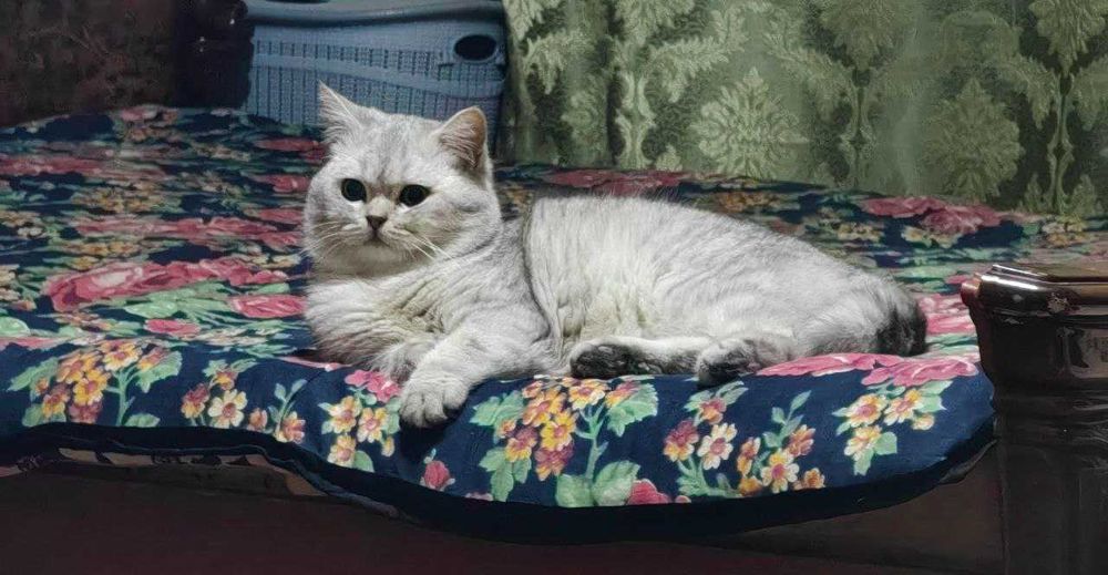 серебристый шиншила 1 ёш кузи яшил ТОЗА КОН