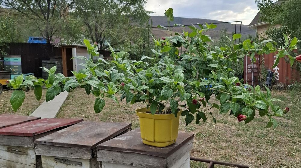 Продам Гибискус!