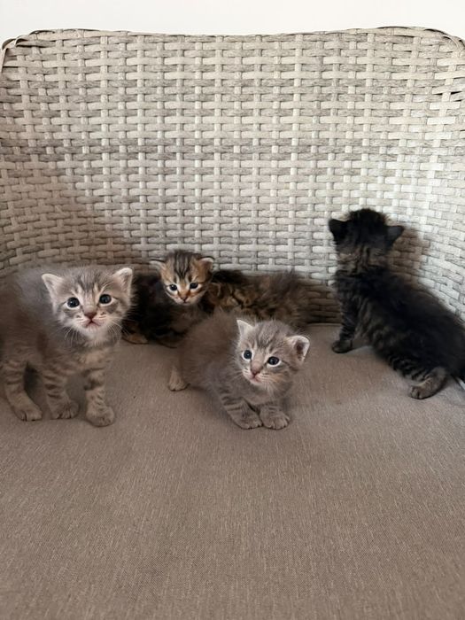 Котёнки бесплвтно