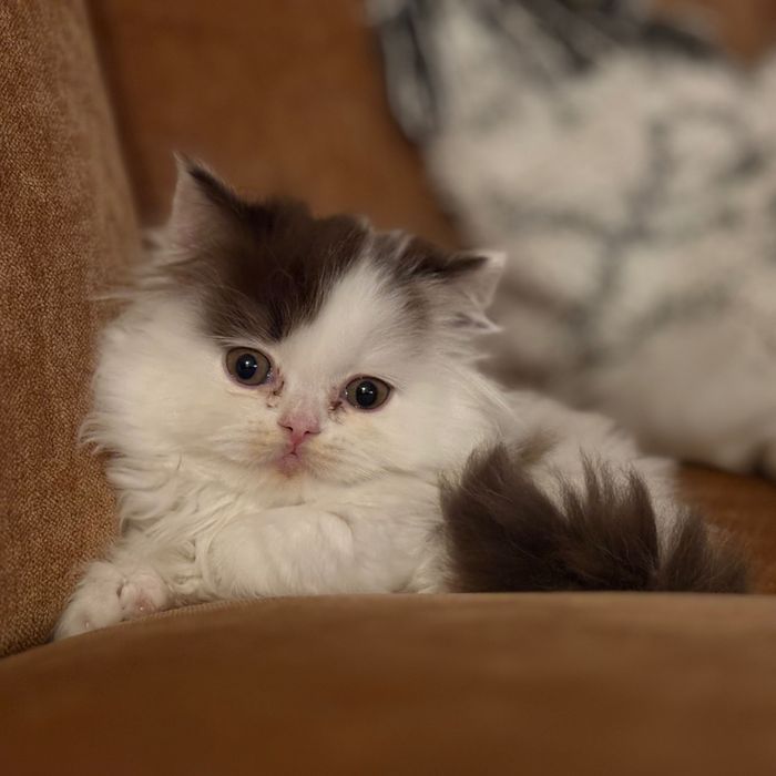 Brits langhaar kittens