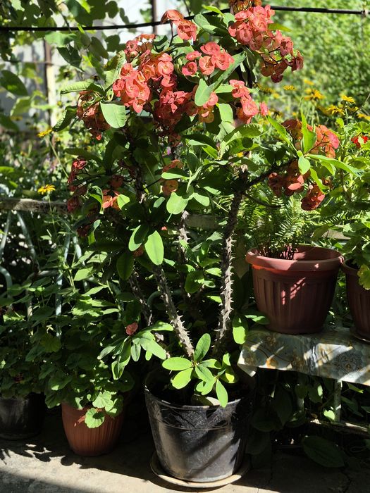 Эуфорбия Миля Молочай (многолетний)