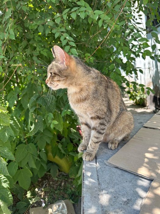 В добрые руки кошечка