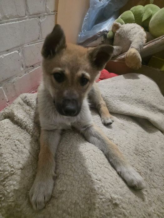 Шикарные щеночки  2 месяцев