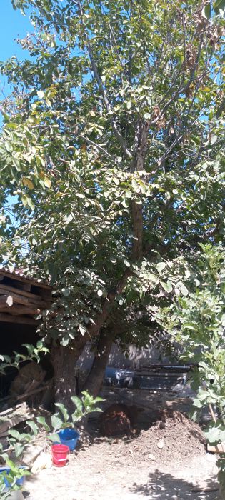 2 Yong'oq daraxti sotiladi