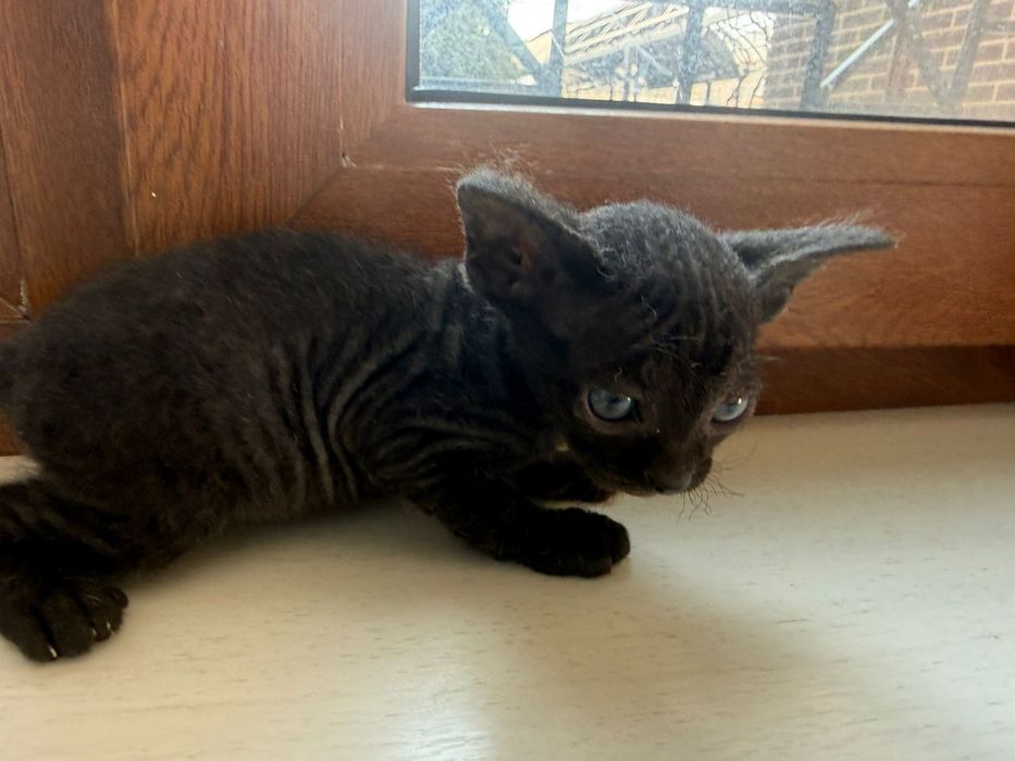 Котенок сфинкс браш