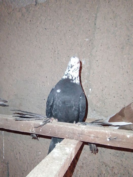 Например lPhome.